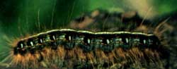 Eastern tent caterpillar close-up