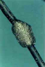 Eastern tent caterpillar egg mass