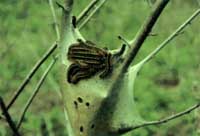 Eastern tent caterpillar cocoon