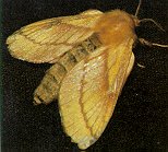 Forest tent caterpillar moth