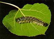 Forest Tent Caterpillar